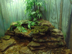 Mangshan Mountain Viper Habitat