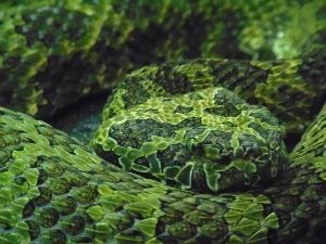 Mangshan Mountain Viper