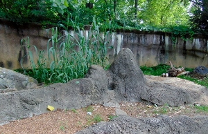 Meerkat Habitat