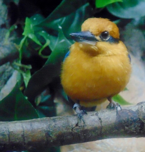 Micronesian Kingfisher