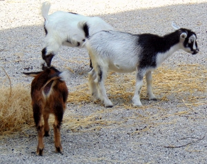 Nigerian Dwarf Goats