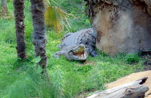 Nile Crocodile