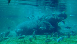 Nile River Hippo & Baby
