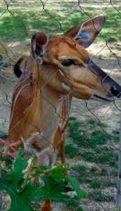 Nyala