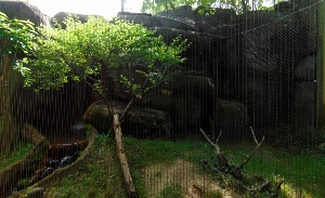 Ocelot Habitat