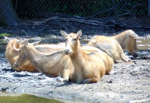 Pere David's Deer