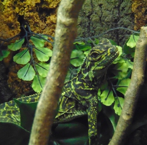 Philippine Sailfin Dragon