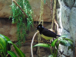 Plush Crested Jay