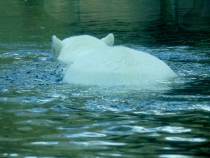 Polar Bear