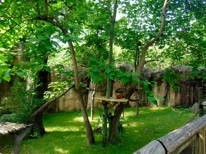 Red Panda Habitat