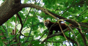 Red Panda