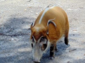 Red River Hog