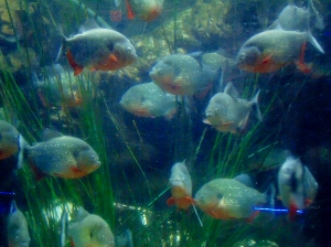 Red-bellied Piranha