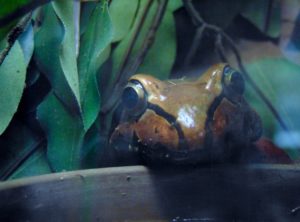 Smoky Jungle Frog