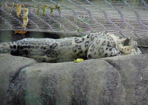 Snow Leopard