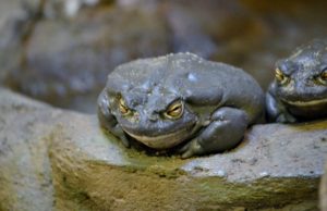 Sonoran Desert Toad