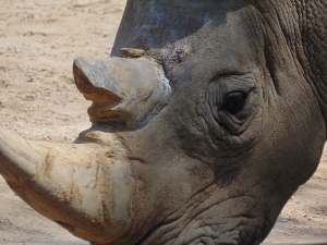 Southern White Rhino