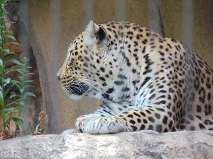 Spotted Leopard