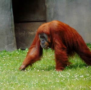 Sumatran Orangutan