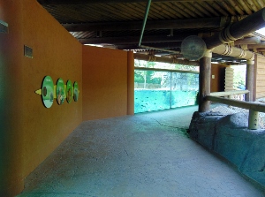 Underwater Viewing Nile Hippo