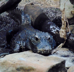 West African Dwarf Crocodile