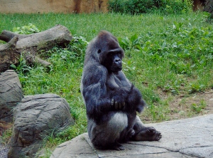 Western Lowland Gorilla