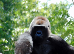 Western Lowland Gorilla