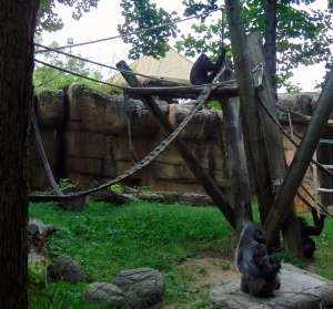 Western Lowland Gorilla Habitat