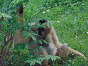 White-cheeked Gibbon