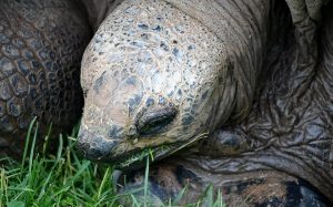 Aldabra Tortoise