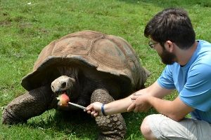 Aldabra Tortoise