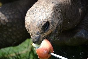 Aldabra Tortoise