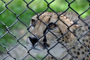 Cheetah Female