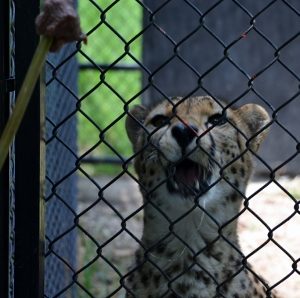 Cheetah targeting meatball 