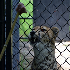 Cheetah targeting meatball