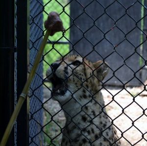 Cheetah targeting meatball