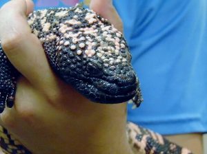 Gila Monster