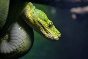 Green Tree Python