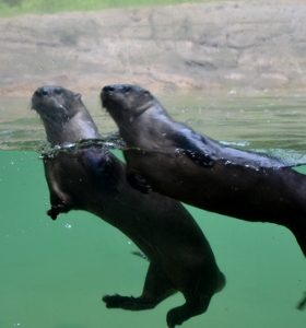 North American River Otters