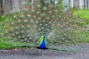 Peacock