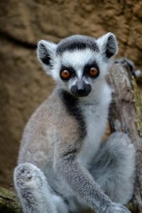 Ringtail Lemur 