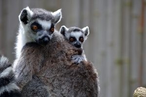 Ringtail Lemur 