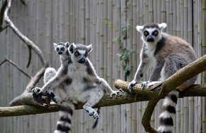 Ringtail Lemur 