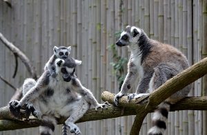 Ringtail Lemur 