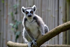 Ringtail Lemur 