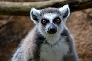 Ringtail Lemur 