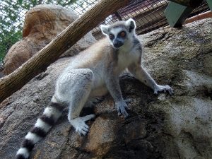 Ringtail Lemur 