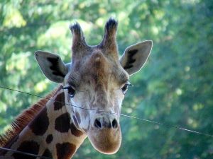 Rothschild Giraffe Millie