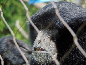 Siamang