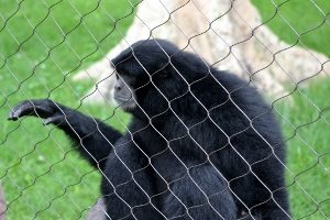 Siamang